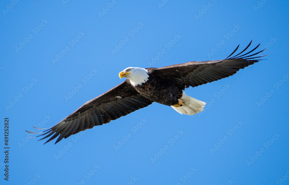 Fototapeta premium Adult Bald Eagle Flying in the Sky