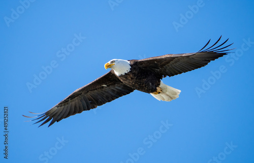 Adult Bald Eagle Flying in the Sky