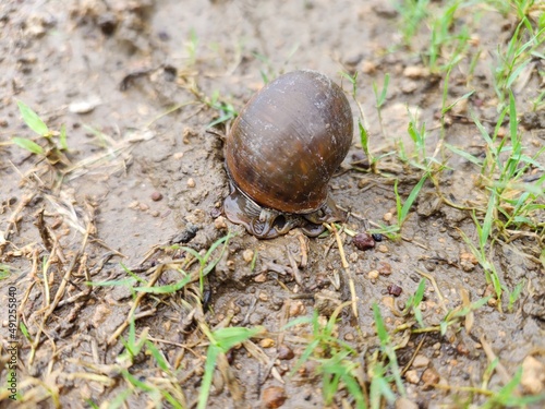 Snail with big round shell