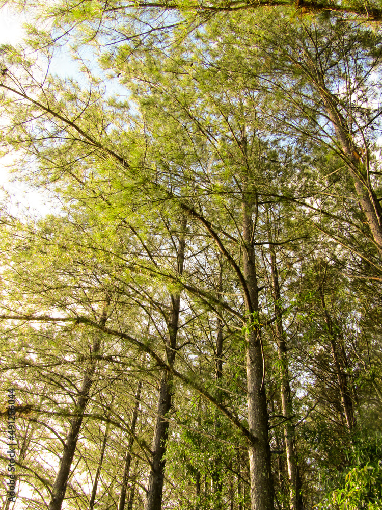 Fototapeta premium Arboles en el bosque