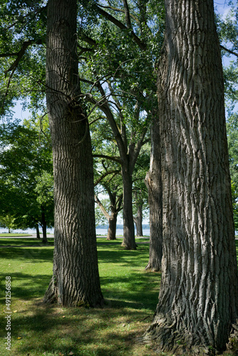 trees in the park