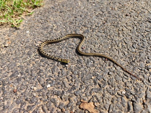 Dead Snake on road with blood, lifeless
