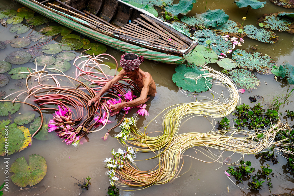 Φωτογραφία Old man vietnamese picking up the beautiful pink lotus in the lake at an phu, an