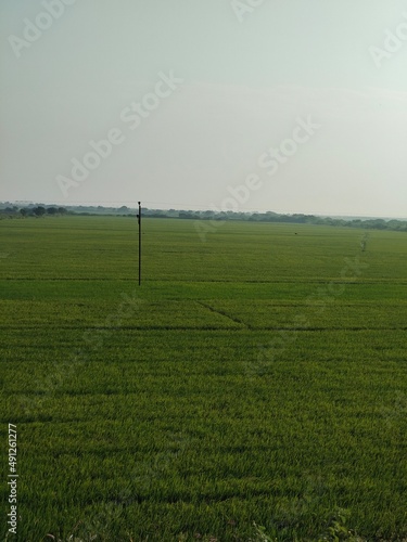 Country side green grass field, agriculture paddy(Rice) field