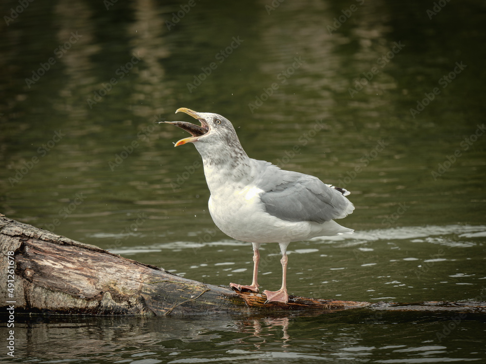 Non Breeding European Herring Gull Eating a Fish Non Breeding European Herring Gull Eating a Fish