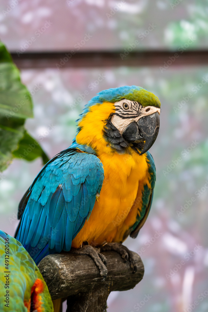 Colorful macaws with beautiful feathers.