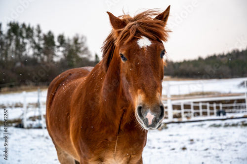 Young brown disheveled horse, standing on pasture when snowing.