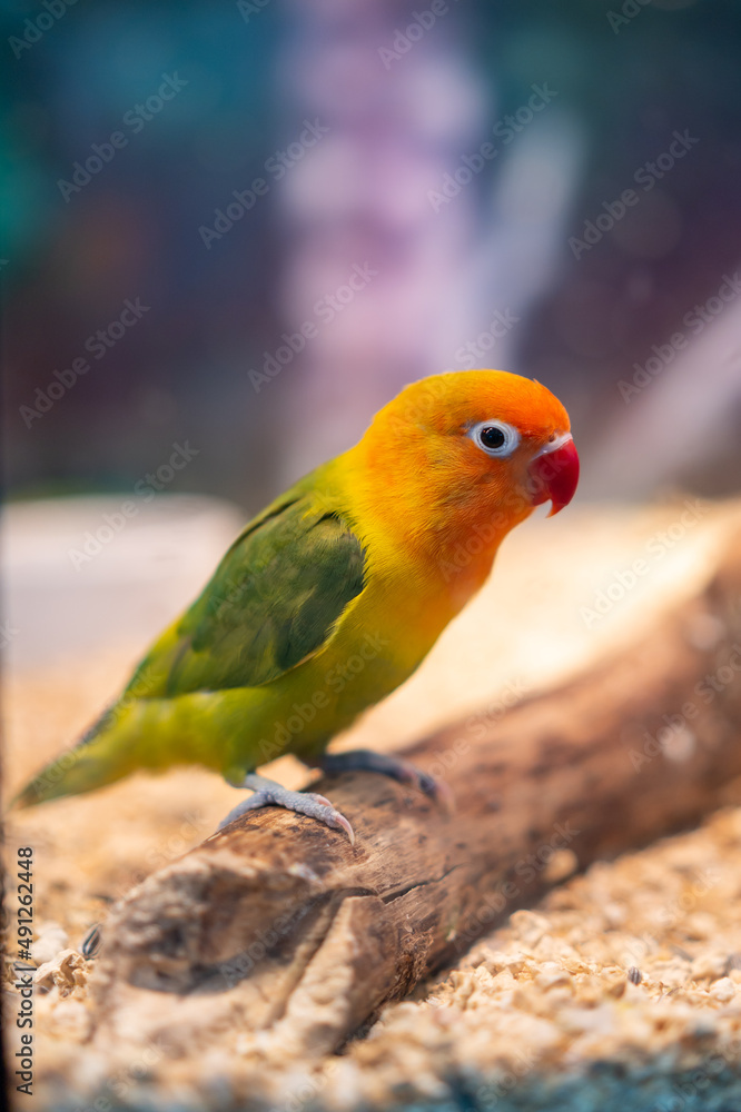 Fototapeta premium A parrot with beautiful colorful feathers.