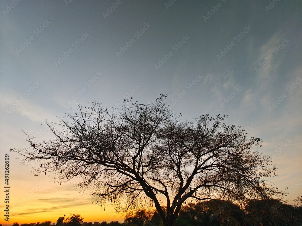 Beautiful colorful Dusk sunlight beams through leaves, stems and branches of the tree
