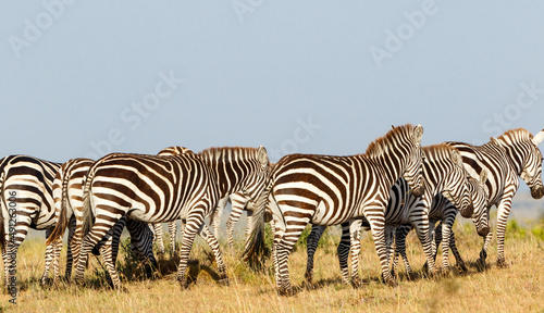 Flock of zebras on the African savanna