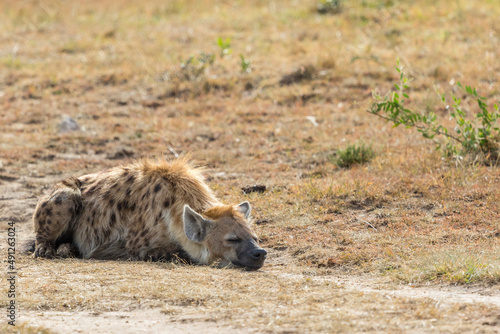 Hyena lying and sleeping on the ground