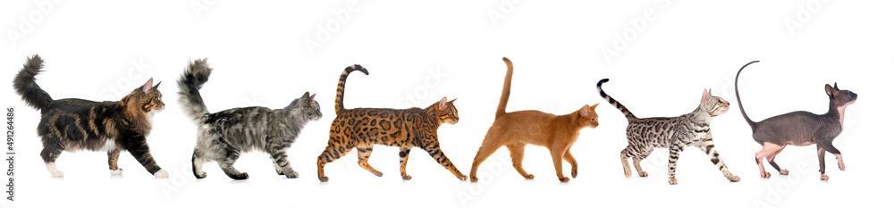 Fototapeta premium six walking cats