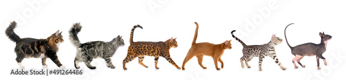 six walking cats © cynoclub