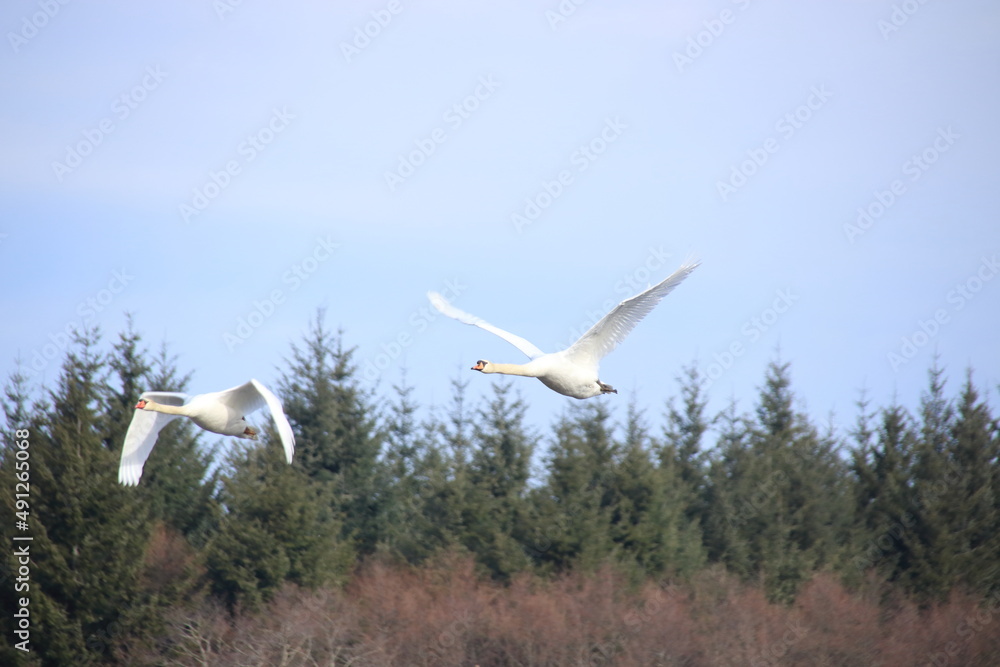 2 fliegende Schwäne über einem Waldstück 2 fliegende Schwäne über einem Waldstück