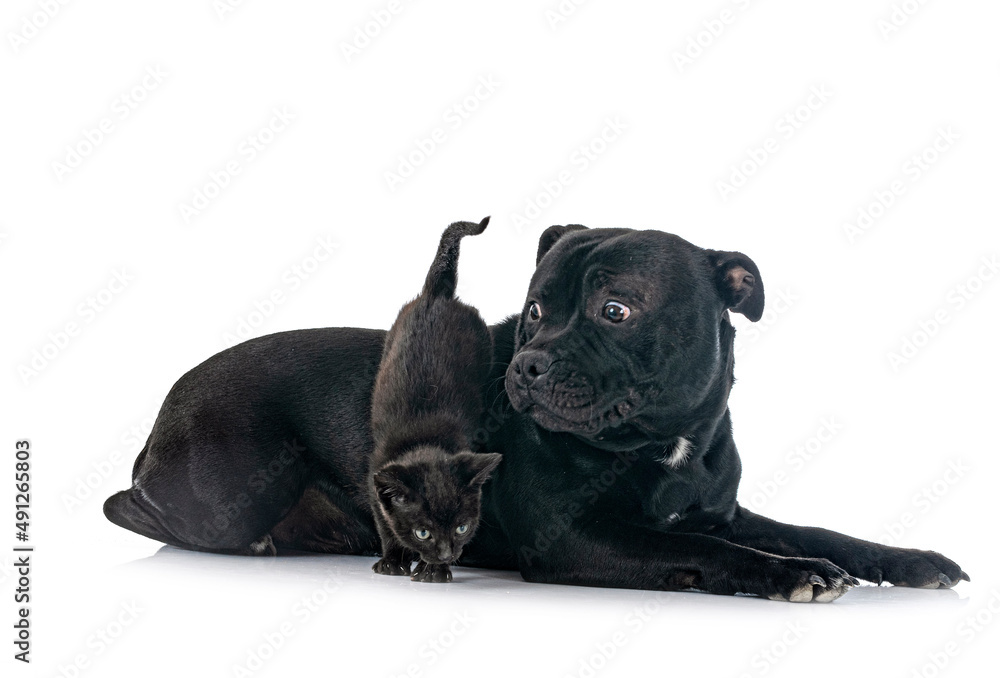 staffordshire bull terrier and kitten staffordshire bull terrier and kitten