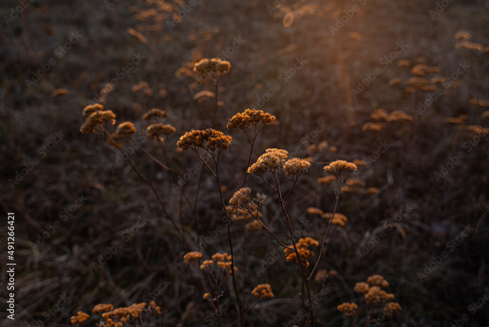 chillea millefolium, Common Yarrow wildflower in winter nature chillea millefolium, Common Yarrow wildflower in winter nature