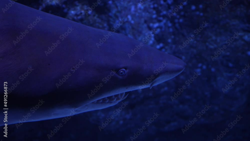 Great shark swimming underwater, close up, inhabitants of the sea world Great shark swimming underwater, close up, inhabitants of the sea world