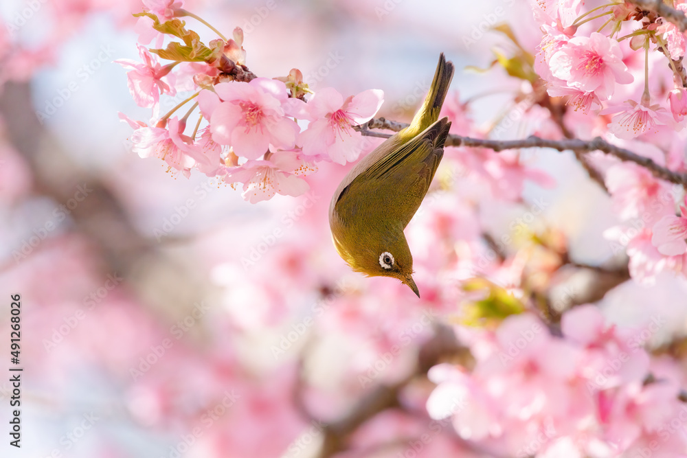 Japanese White-eye and Cerasus lannesiana Carriere at Shibuya, Tokyo, Japan Japanese White-eye and Cerasus lannesiana Carriere at Shibuya, Tokyo, Japan