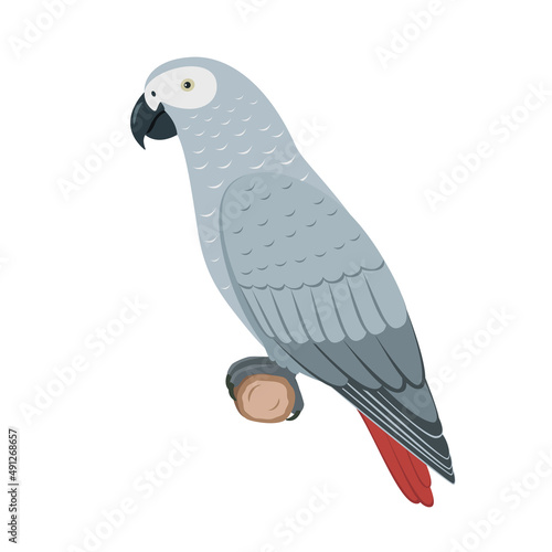 Vector jaco parrot
