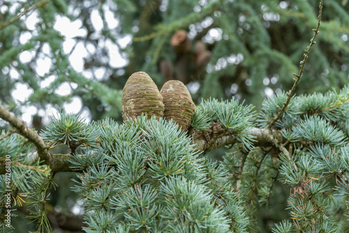 Cedrus atlantica, Cèdre de l'Atlas photo