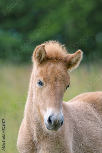 A young chestnut coloured icelandic pony foal looking alertly and cocks its ears forward, head portrait