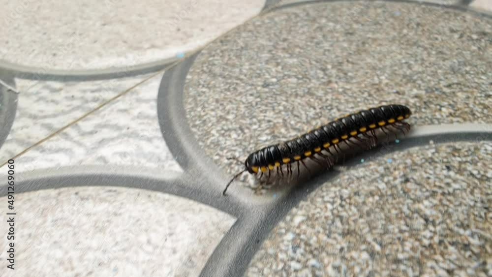 Harpaphe haydeniana millipede crawling floor. It also known as many names yellow-spotted, almond-scented and cyanide millipede. It have many legs Harpaphe haydeniana millipede crawling floor. It also known as many names yellow-spotted, almond-scented and cyanide millipede. It have many legs