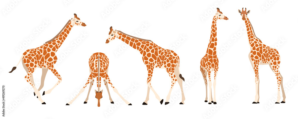 Set of giraffes in different angles and emotions in a cartoon style. Vector illustration of herbivorous African animals isolated on white background. - obrazy, fototapety, plakaty 