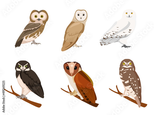 Set of owls in cartoon style. Vector illustration of birds of prey isolated on white background. Types of owls in the picture burrowing, oriental bay, snowy, speckled, barn owl, northern saw-whet. photo