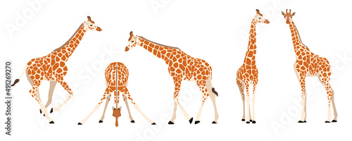 Set of giraffes in different angles and emotions in a cartoon style. Vector illustration of herbivorous African animals isolated on white background.