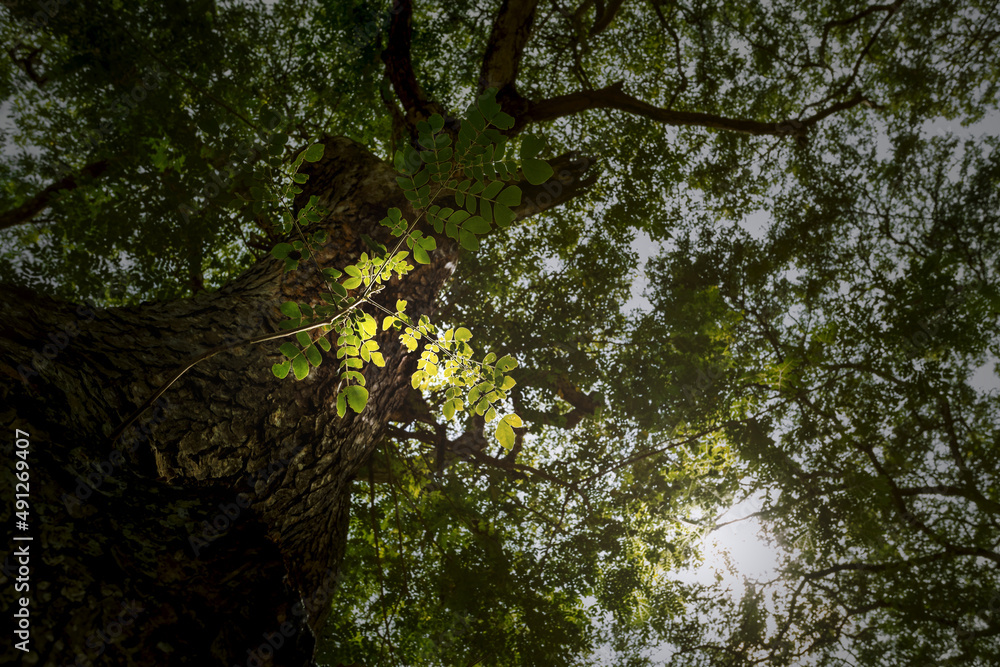 Fototapeta premium Big and Scary tree with black branch veins against the sky .Nature background