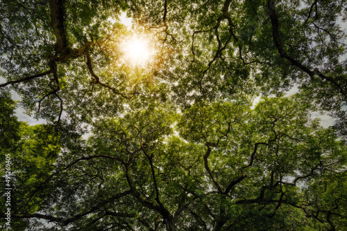 Canvas Print View from below of Crown shyness trees pattern in rain forest