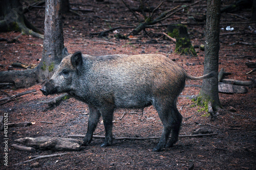 wildlife photograph of an adult wild boar standing in the woods.