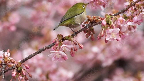 桜とメジロ photo