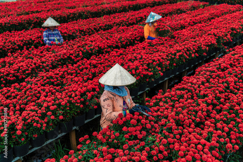 People are harvesting flowers in Sa Dec city, Dong Thap province, Vietnam