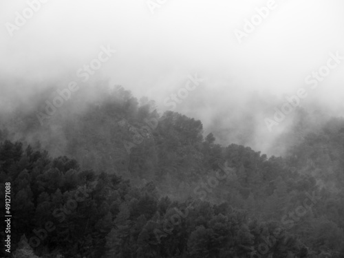 Bosque con niebla en blanco y negro