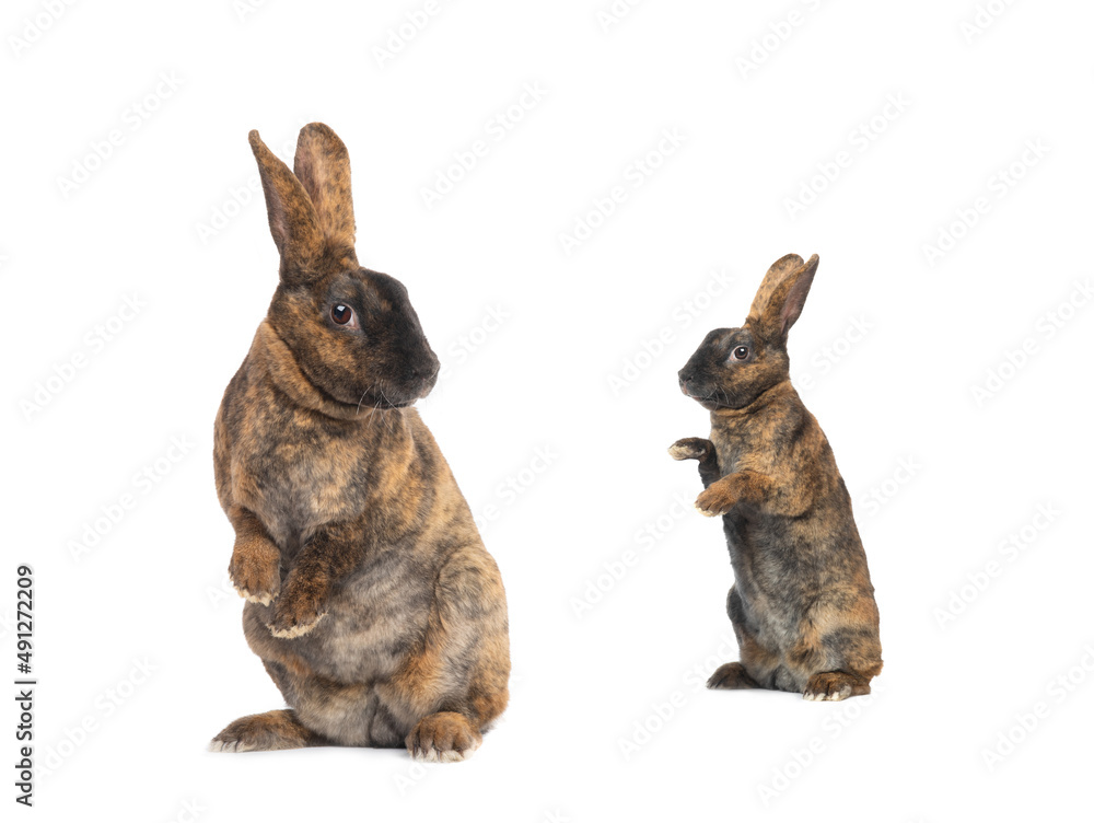 Obraz premium two standing brown rabbit isolated on a white background.