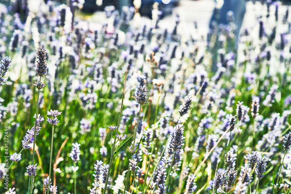 Fototapeta premium Beautiful lavender plant closeup image