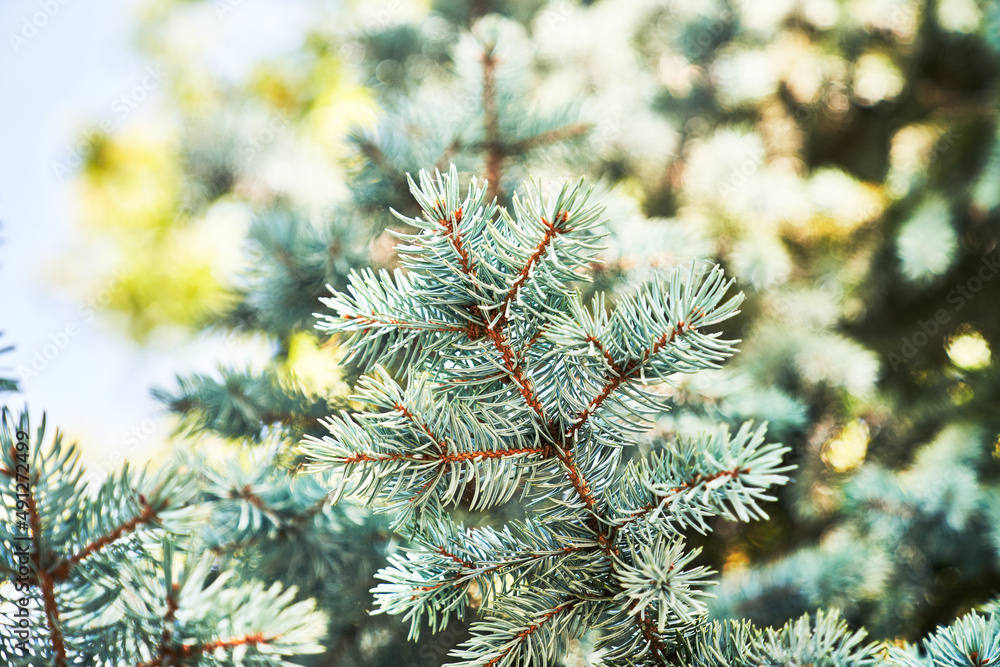 Beautiful spruce tree image Beautiful spruce tree image