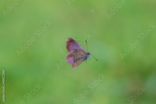 Butterfly trapped in the cobweb