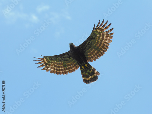 Black Hawk-Eagle - Spizaetus tyrannus – gavião-pega-macaco