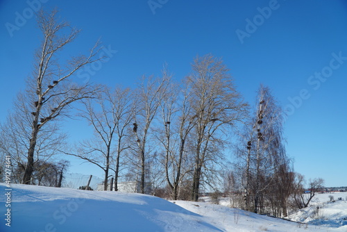 winter landscape with trees © Konstantin