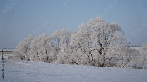 landscape with trees