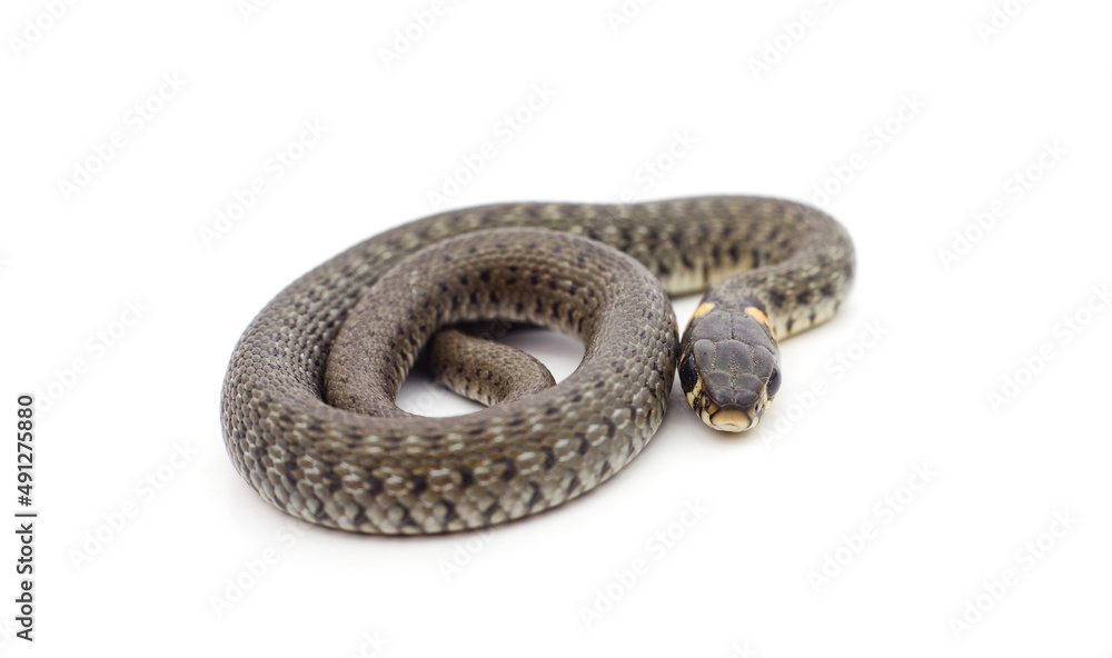 Fototapeta premium One gray snake.