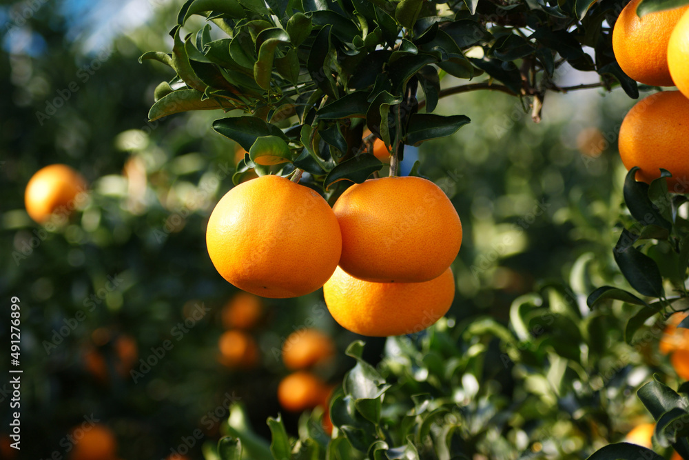 Tangerines are growing on the branches.