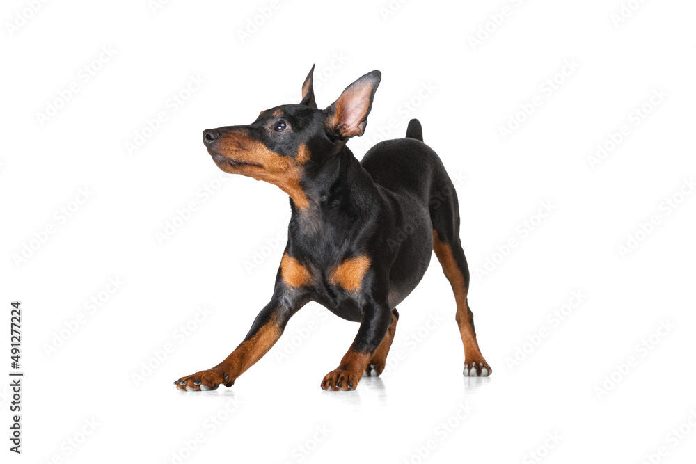 Studio shot of beautiful cute dog, Zwergpinscher posing isolated on white background. Concept of motion, pets love, animal life.