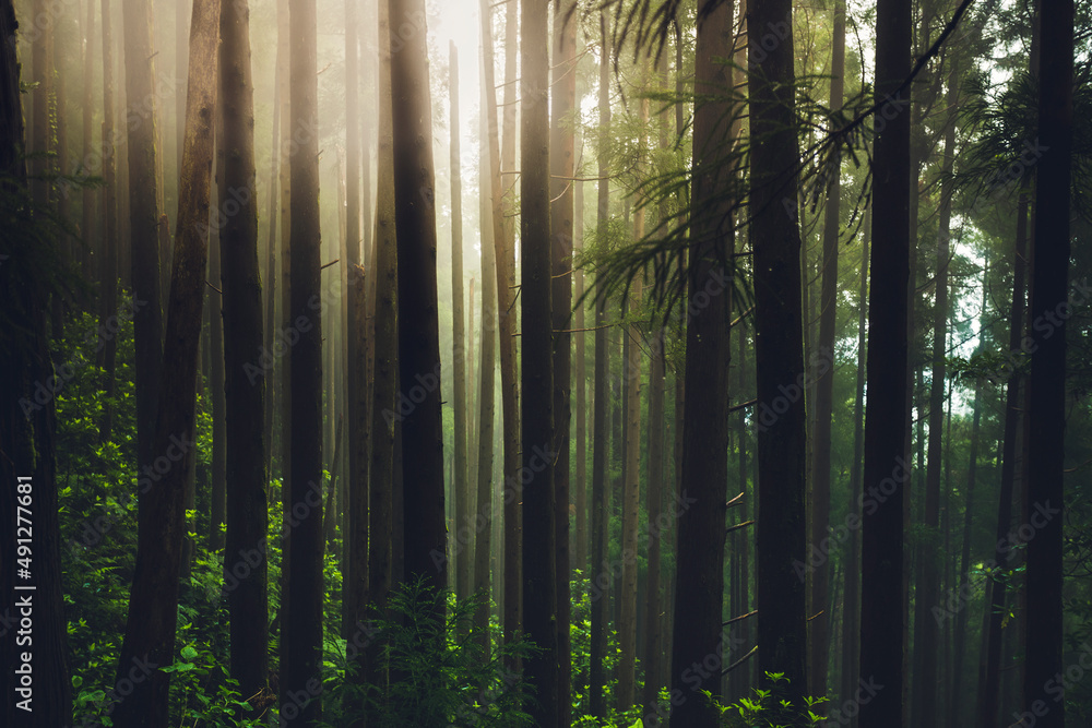 Fototapeta premium Beautiful forest landscape.