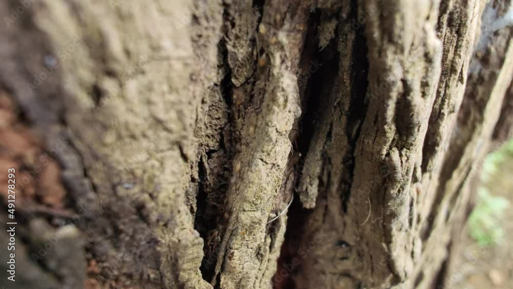 Very small ants going in trail, in a tree bark Very small ants going in trail, in a tree bark