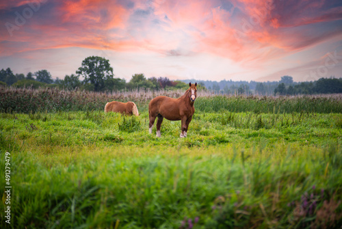 Dzikie konie pastwisko zachód słońca