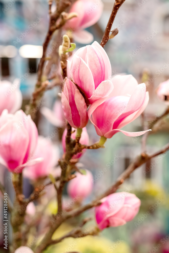 Fototapeta premium blooming magnolia tree branch with delicate pink flowers and buds in spring