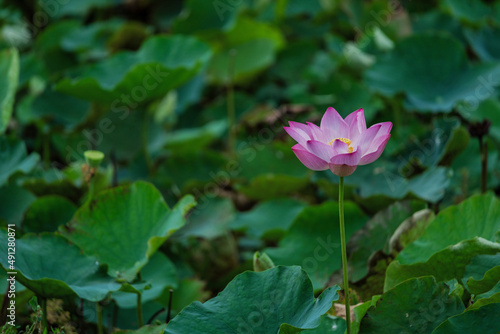 Lotus flower blooming in summer pond with green leaves as background